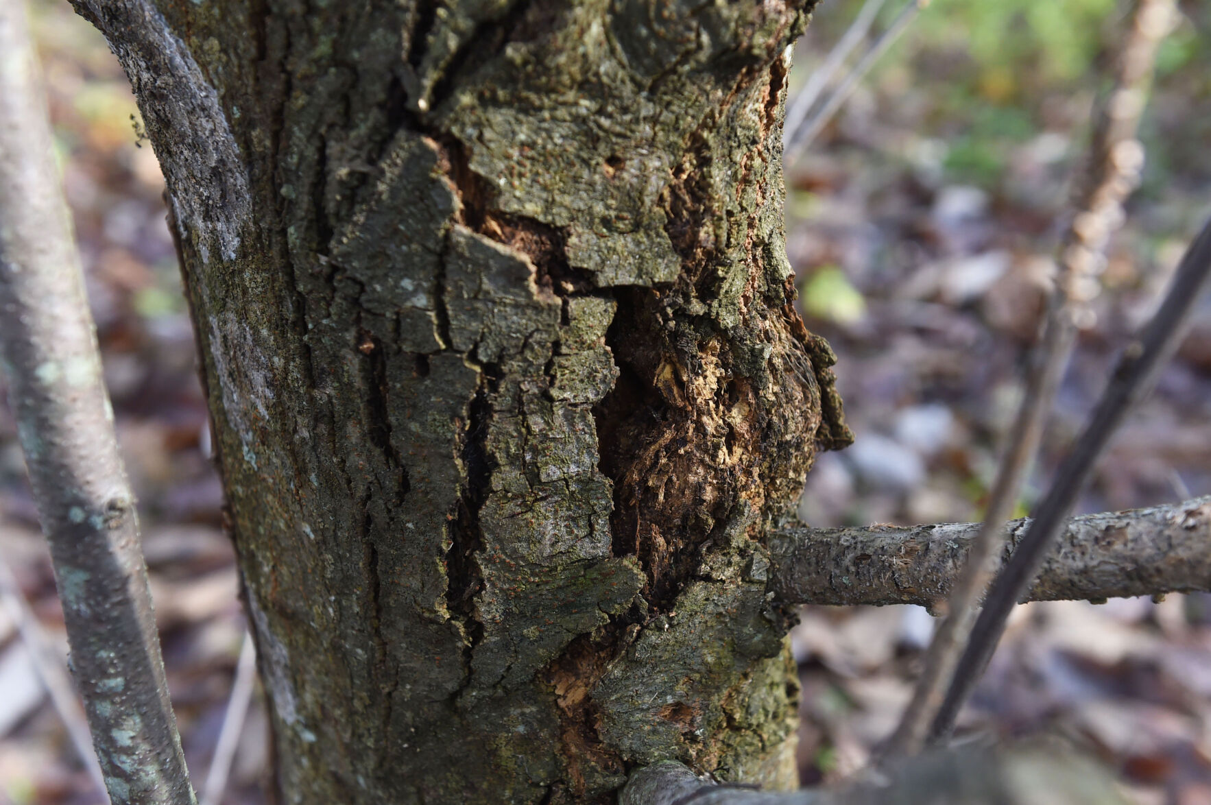 ChestnutTree014.jpg